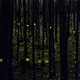 Illustration for article titled Long-exposure photographs of fireflies create magical forest scenes